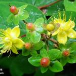 Hypericum - Millepertuis