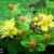 Hypericum