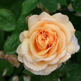 Rosa 'Leander'