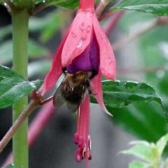 Fuchsia magellanica 'Riccartonii'