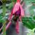 Fuchsia magellanica 'Riccartonii'