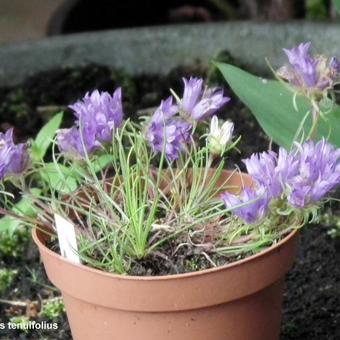 Edraianthus tenuifolius