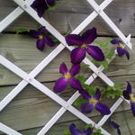 Clematis 'Jackmanii Purpurea'  - 