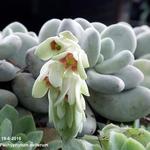 Pachyphytum oviferum - 