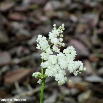 Filipendula vulgaris 'Multiplex'