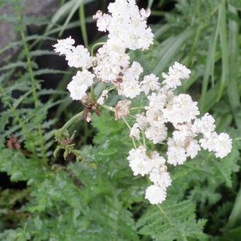 Filipendula vulgaris 'Multiplex'