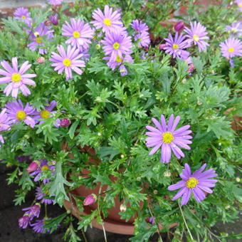 Brachyscome multifida 'Blue'