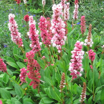 Persicaria affinis