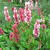 Persicaria affinis