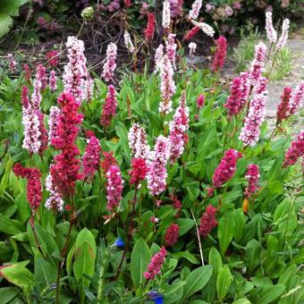 Persicaria affinis