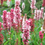 Persicaria affinis - Teppich-Wiesenknöterich