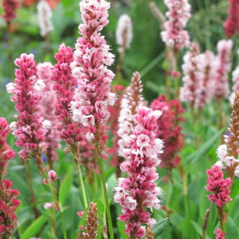 Persicaria affinis