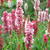 Persicaria affinis