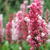 Persicaria affinis