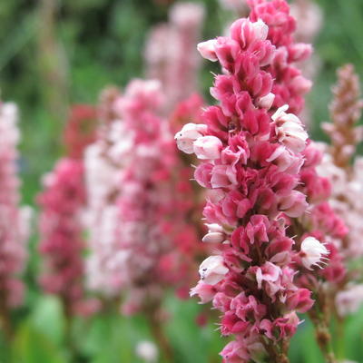 Persicaria affinis - 