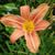 Hemerocallis fulva