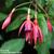 Fuchsia 'Bernisser Hardy'