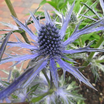 Eryngium x zabelii 'Big Blue'