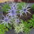 Eryngium x zabelii 'Big Blue'