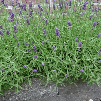 Lavandula x chaytoriae 'Richard Gray'