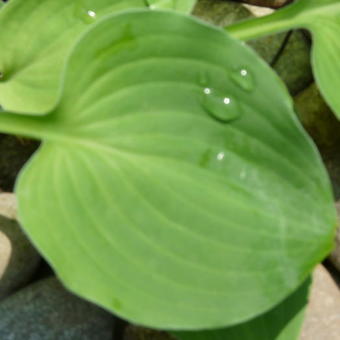 Hosta 'Heartleaf'