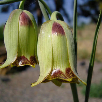 Fritillaria acmopetala