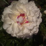 Paeonia lactiflora 'Festiva Maxima' - 