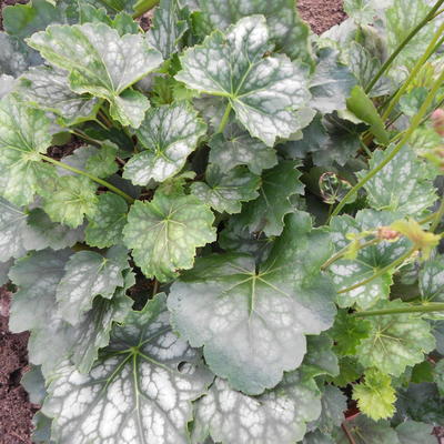 Heuchera americana 'Marvelous Marble' - 