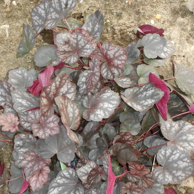 Heuchera 'Velvet Night' - 