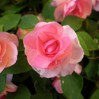 Impatiens walleriana (Double series)