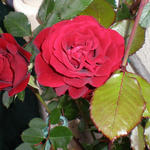 Rosa 'Paul's Scarlet Climber' - 