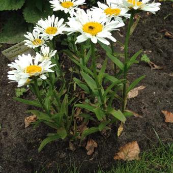 Leucanthemum x superbum 'Dwarf Snow Lady'