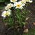 Leucanthemum x superbum 'Dwarf Snow Lady'