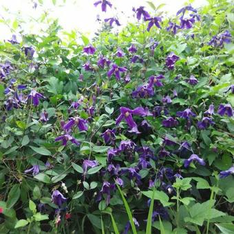 Clematis x diversifolia 'Hendersonii'