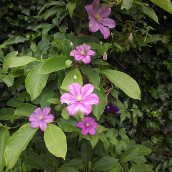 Clematis 'Comtesse de Bouchaud'