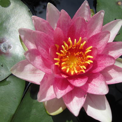 NÉNUPHAR 'JAMES BRYDON', NYMPHÉA 'JAMES BRYDON' - Nymphaea 'James Brydon' 