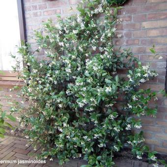 Trachelospermum jasminoides