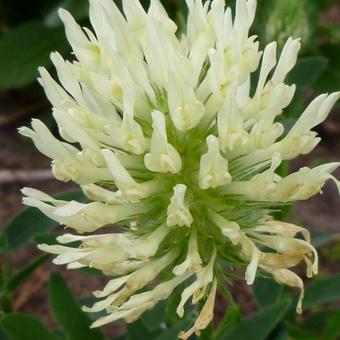 Trifolium ochroleucum