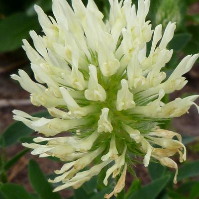 Trifolium ochroleucum - Blassgelber Klee - Trifolium ochroleucum