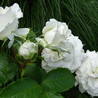 Rosa 'Annapurna'