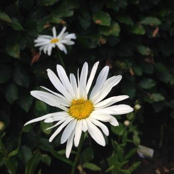 Leucanthemum x superbum 'Alaska'