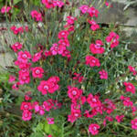 Dianthus deltoides 'Splendens' - 