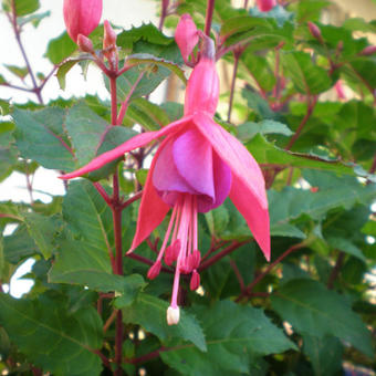 Fuchsia 'Beacon'