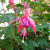 Fuchsia 'Beacon'