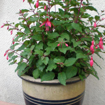 Fuchsia 'Beacon'