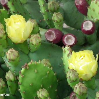 Opuntia humifusa