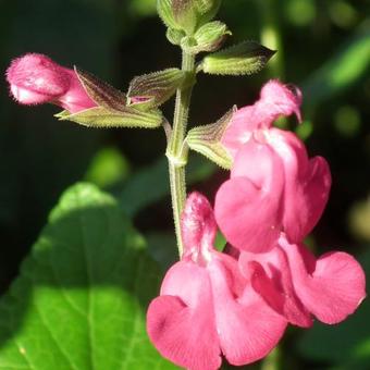 Salvia x jamensis 'Maraschino'