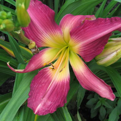 Hemerocallis 'Lake Norman Spider'  - 