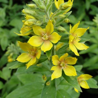 Lysimaque ponctuée - Lysimachia punctata