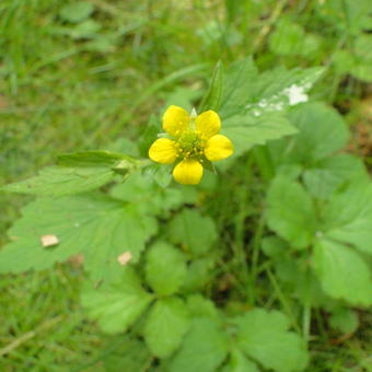 Geum urbanum